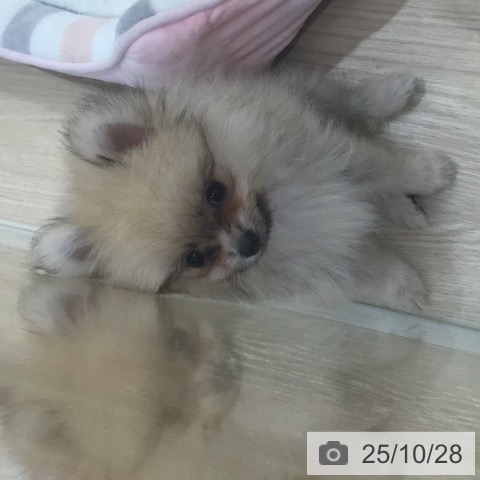 沖縄県のポメラニアン (ペットプラス 沖縄ライカム店/2025年8月21日生まれ/男の子/クリームセーブル)の子犬の4枚目の画像