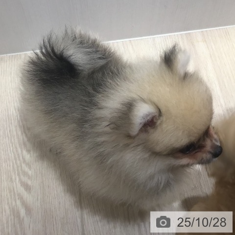 沖縄県のポメラニアン (ペットプラス 沖縄ライカム店/2025年8月21日生まれ/男の子/クリームセーブル)の子犬の3枚目の画像