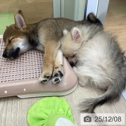 ポメラニアンの写真