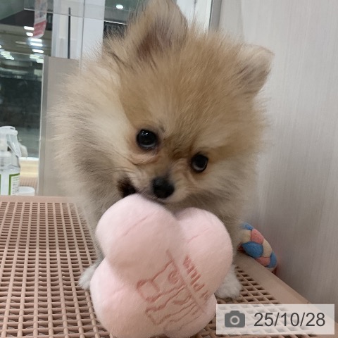 ポメラニアンの写真
