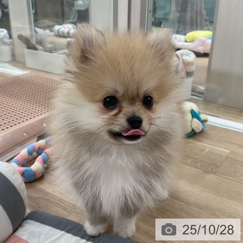 ポメラニアンの写真