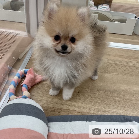 ポメラニアンの写真