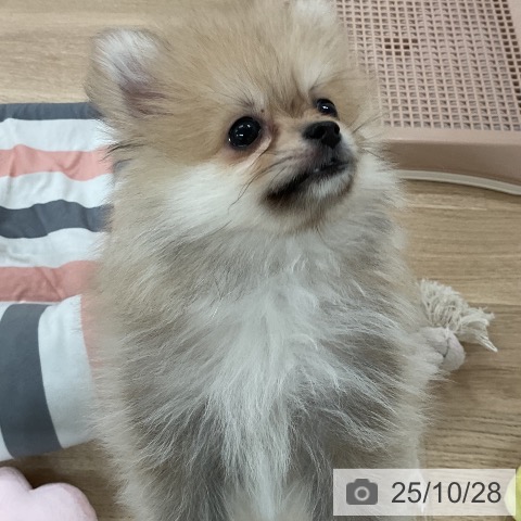 ポメラニアンの写真