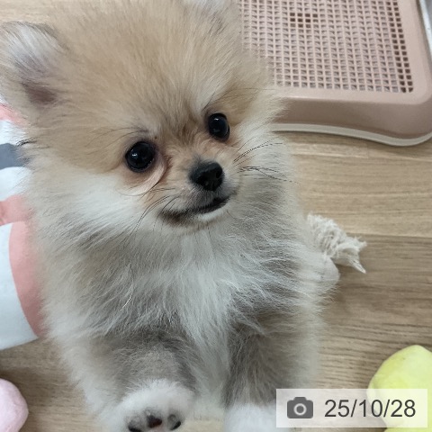 ポメラニアンの写真