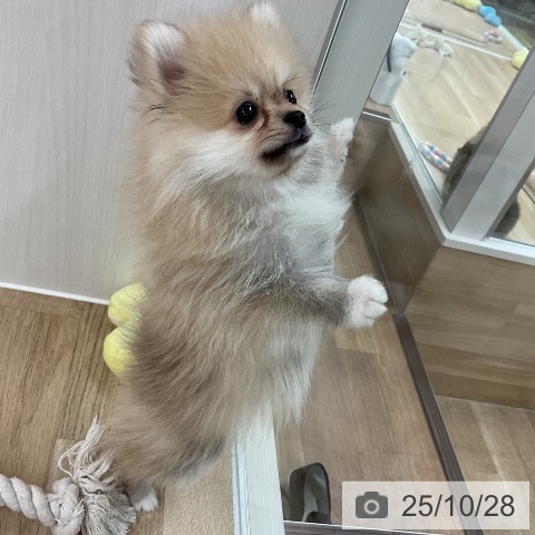 ポメラニアンの写真