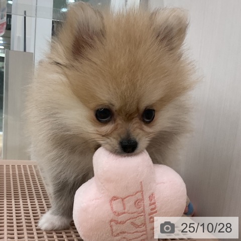 ポメラニアンの写真