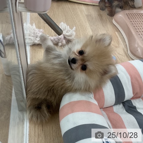 ポメラニアンの写真