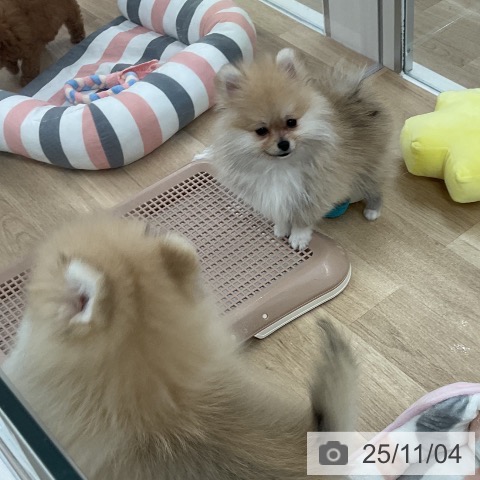 ポメラニアンの写真