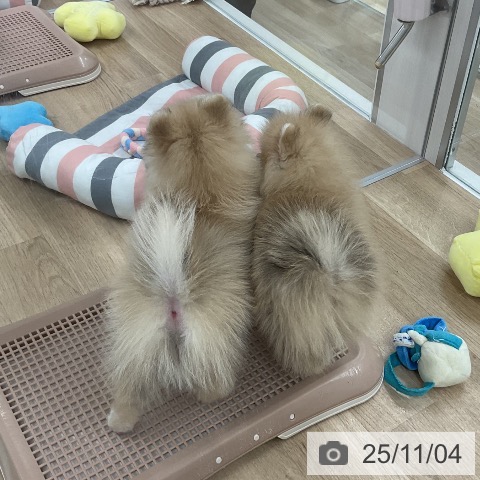 ポメラニアンの写真