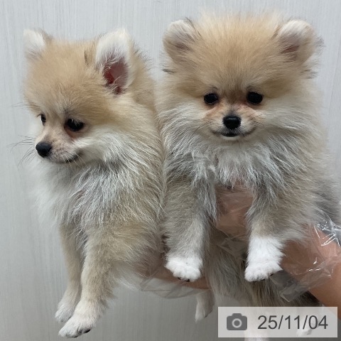 ポメラニアンの写真