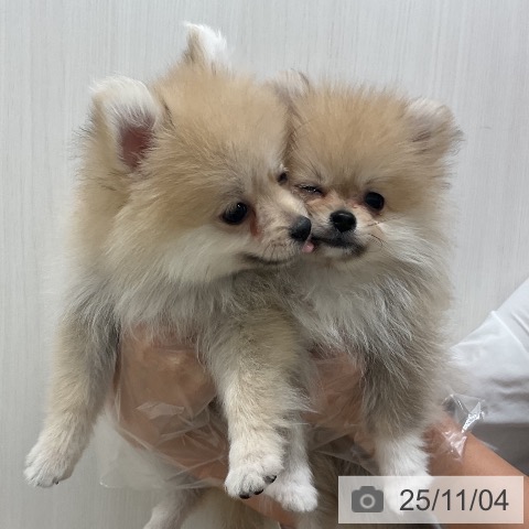 ポメラニアンの写真