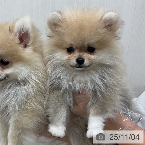 ポメラニアンの写真