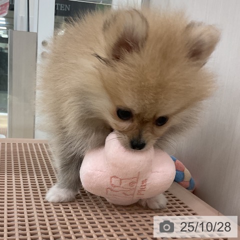 ポメラニアンの写真