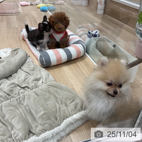 ポメラニアンの写真