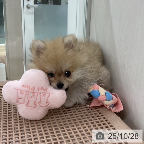 ポメラニアンの写真