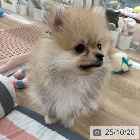 ポメラニアンの写真