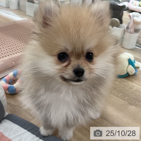 ポメラニアンの写真