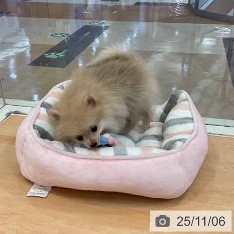 ポメラニアンの写真