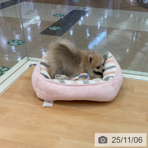 ポメラニアンの写真