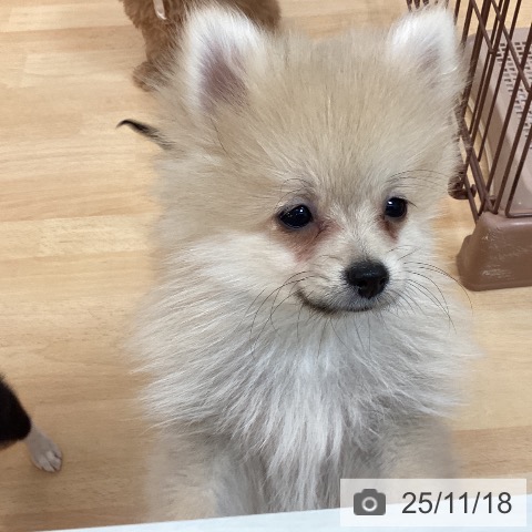ポメラニアンの写真