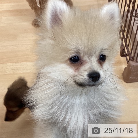 ポメラニアンの写真