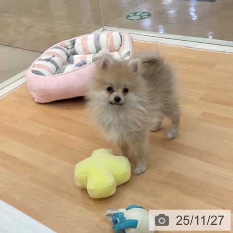 ポメラニアンの写真