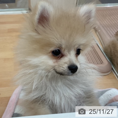 ポメラニアンの写真