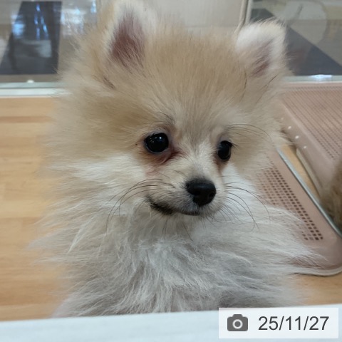 ポメラニアンの写真