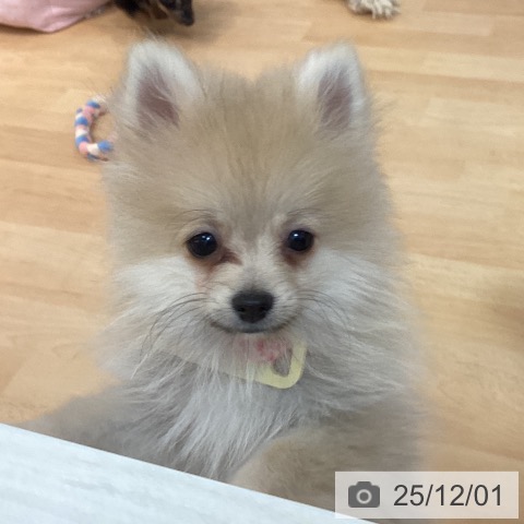 ポメラニアンの写真