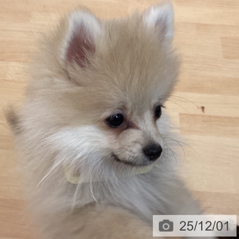 ポメラニアンの写真