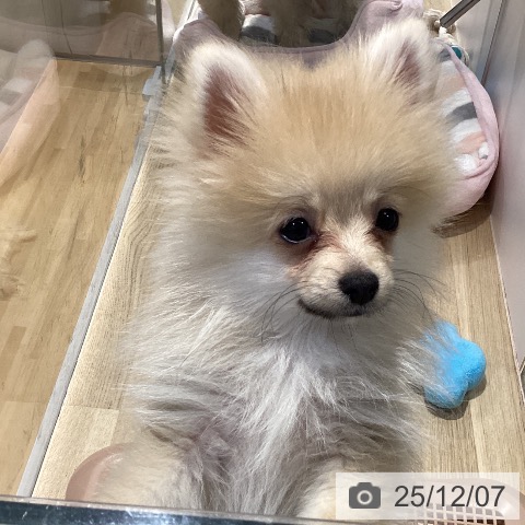 ポメラニアンの写真