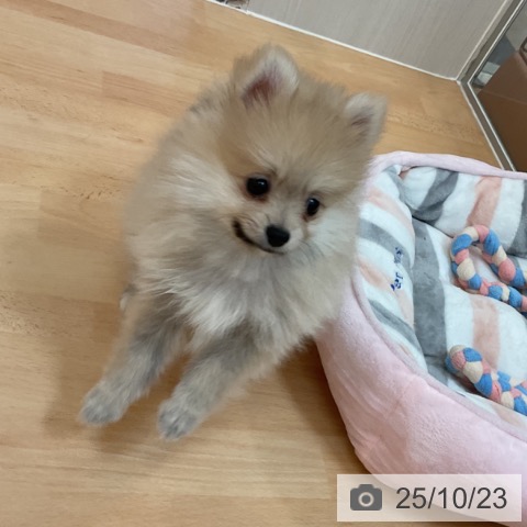 ポメラニアンの写真