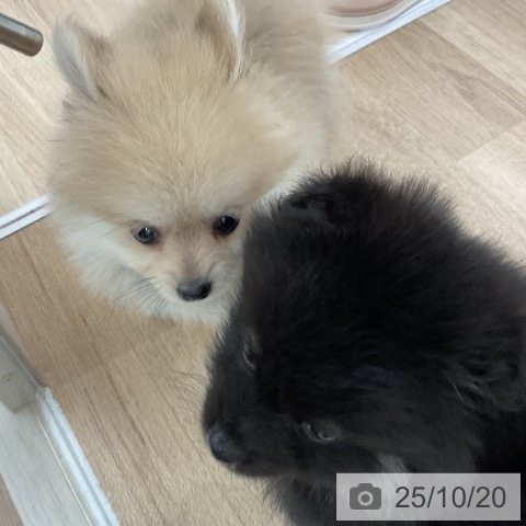 ポメラニアンの写真