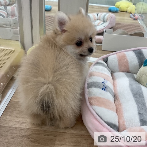 ポメラニアンの写真