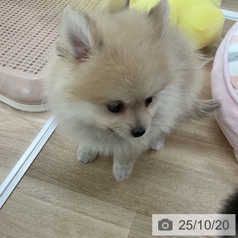 ポメラニアンの写真