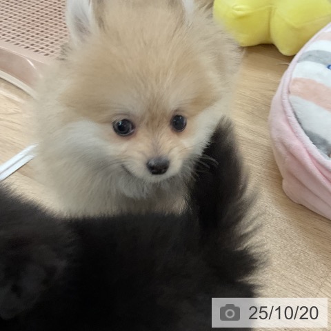 ポメラニアンの写真