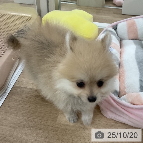 ポメラニアンの写真