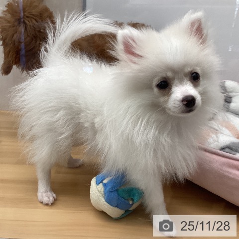 福岡県のポメラニアン (ペットプラス 黒崎店/2025年8月20日生まれ/男の子/ホワイトクリーム)の子犬の4枚目の画像