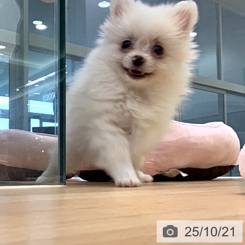 ポメラニアンの写真