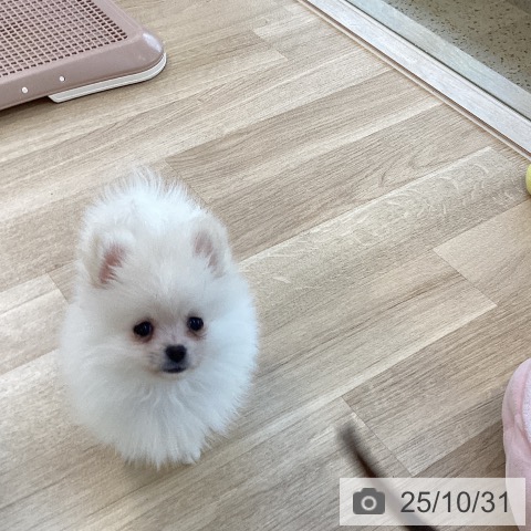 ポメラニアンの写真