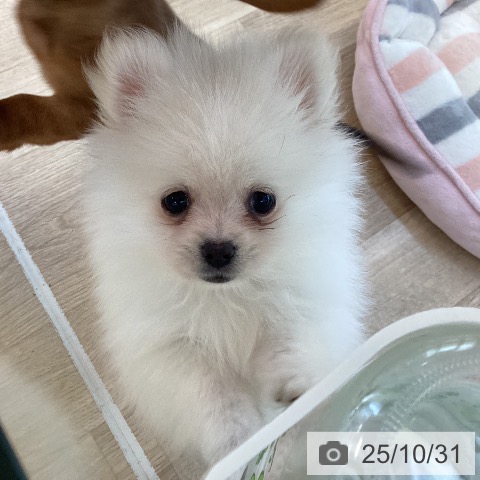 ポメラニアンの写真