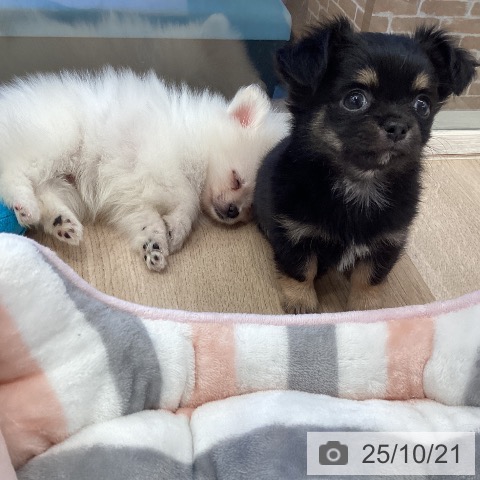 ポメラニアンの写真