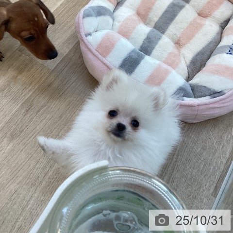福岡県のポメラニアン (ペットプラス 福岡店/2025年8月20日生まれ/男の子/ホワイトクリーム)の子犬の3枚目の画像