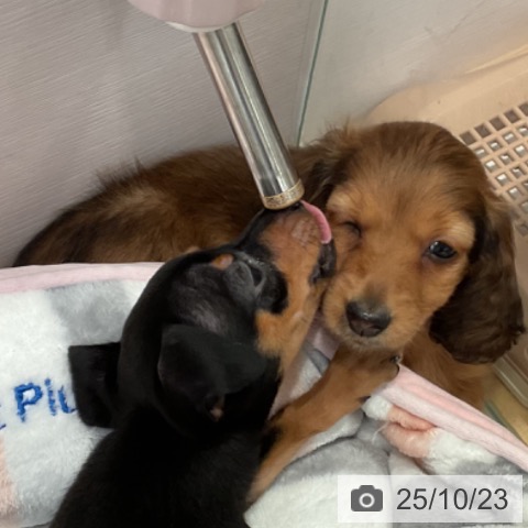 カニーンヘン・ダックスフンドの写真