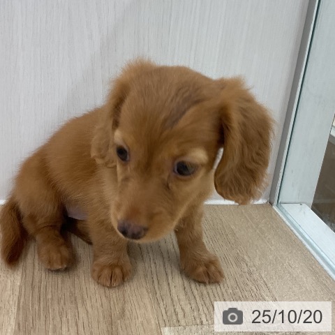 ミニチュア・ダックスフンドの写真