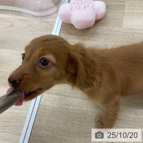 ミニチュア・ダックスフンドの写真