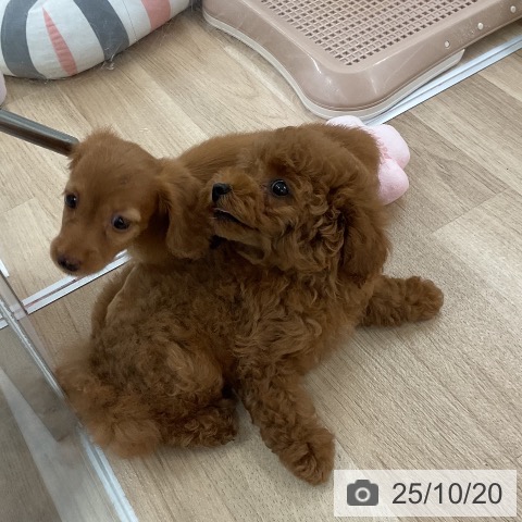 ミニチュア・ダックスフンドの写真