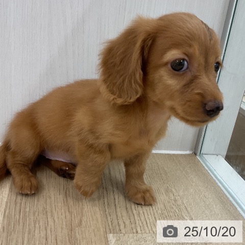 ミニチュア・ダックスフンドの写真