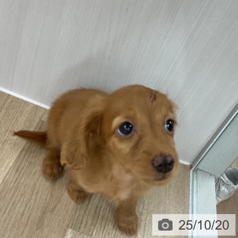 ミニチュア・ダックスフンドの写真