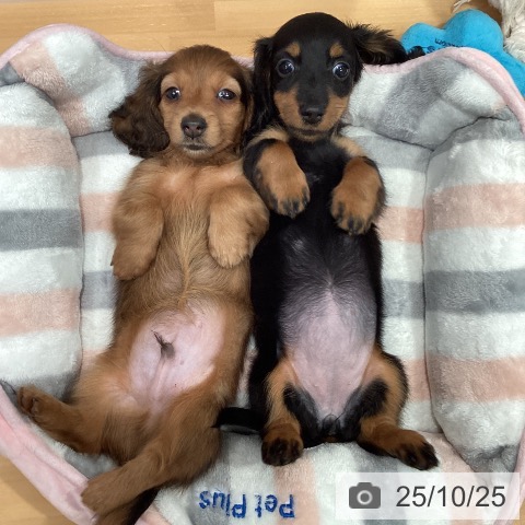 愛知県のミニチュアダックスフンド(ロング) (ペットプラス 東浦店/2025年8月21日生まれ/女の子/ブラックタン)の子犬の3枚目の画像